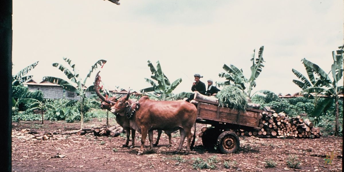 ប្រភពរូបថត៖ ហ្គូណា ប៊ឺកស្ត្រម (ខែសីហា ឆ្នាំ១៩៧៨)/បណ្ណសារមជ្ឈមណ្ឌលឯកសារកម្ពុជា
