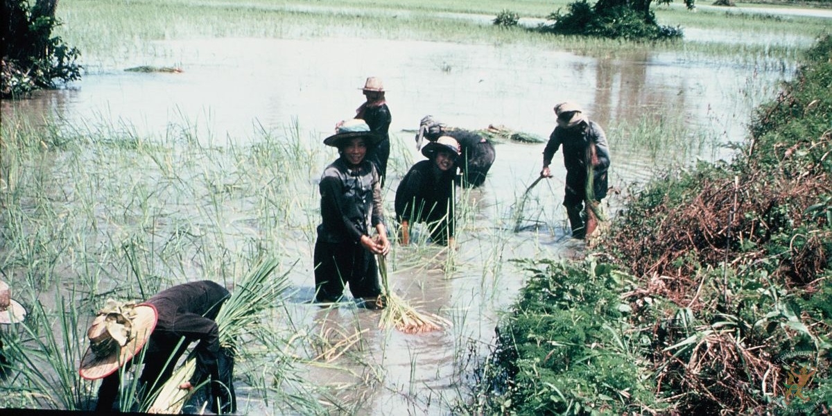 ប្រភពរូបថត៖ ហ្គូណា ប៊ឺកស្ត្រម (ខែសីហា ឆ្នាំ១៩៧៨)/បណ្ណសារមជ្ឈមណ្ឌលឯកសារកម្ពុជា