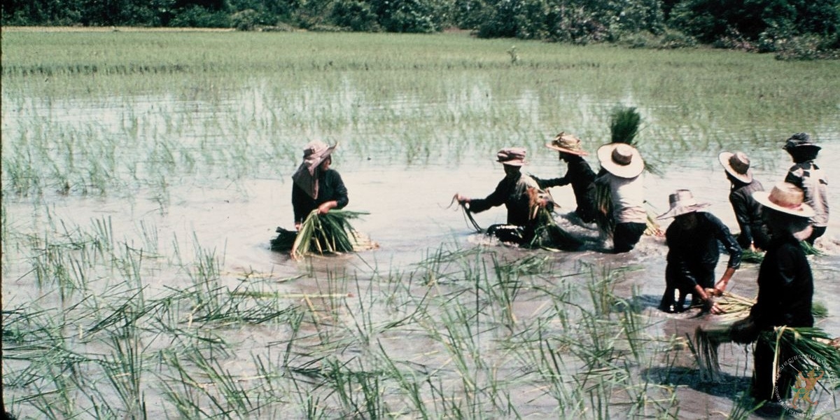 ប្រភពរូបថត៖ ហ្គូណា ប៊ឺកស្ត្រម (ខែសីហា ឆ្នាំ១៩៧៨)/បណ្ណសារមជ្ឈមណ្ឌលឯកសារកម្ពុជា